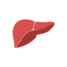 The liver