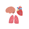 Organs and organ systems